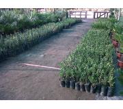 Arboles para reforestaciones