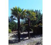 Trachycarpus grandes