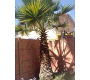 Washingtonia