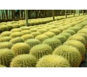 Cactus Echinocactus Grusonii