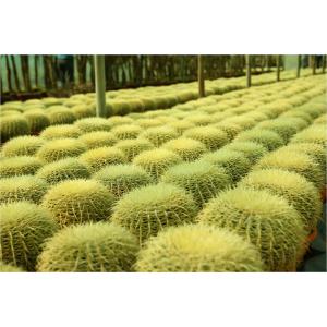 Cactus Echinocactus Grusonii
