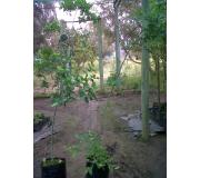 Roble