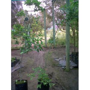 Roble