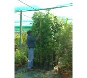Liquidambar