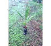 Palmera Washingtonia