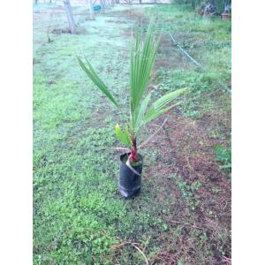 Palmera Washingtonia