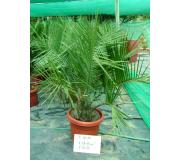 Palma Chilena 100 a 150 cms