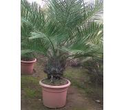 Palma Chilena de 180 a 250 cms