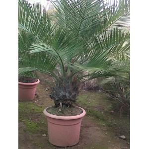 Palma Chilena de 180 a 250 cms