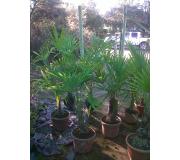 Trachycarpus