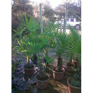 Trachycarpus